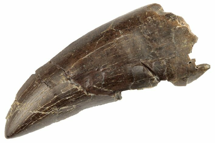 Serrated, Tyrannosaur Tooth - Two Medicine Formation #192632